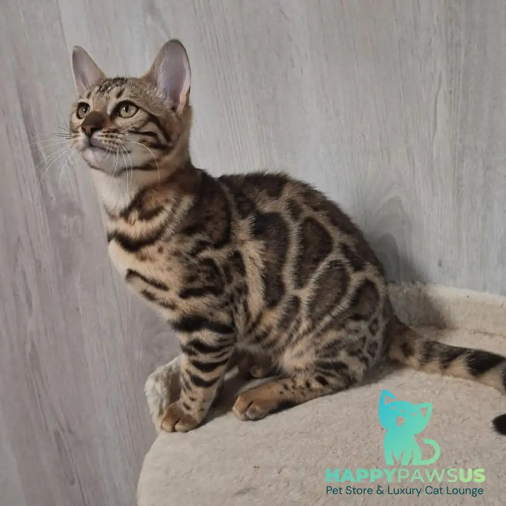 Buffy Bengal female black spotted tabby - live animals