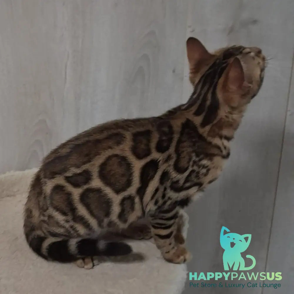 Buffy Bengal female black spotted tabby - live animals
