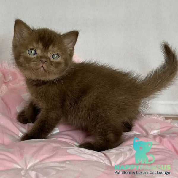 Buffy British Shorthair female chocolate - live animals