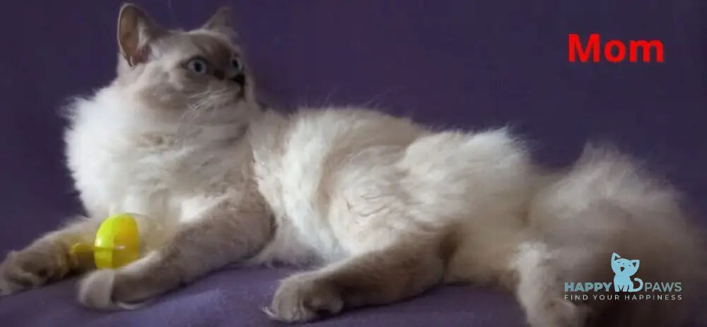 Buffy Neva Masquerade female blue tabby live animals