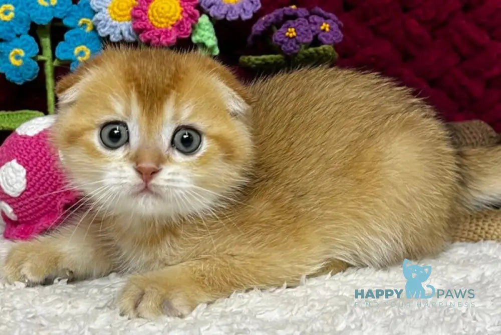 Buffy Scottish Fold female black golden chinchilla live animals