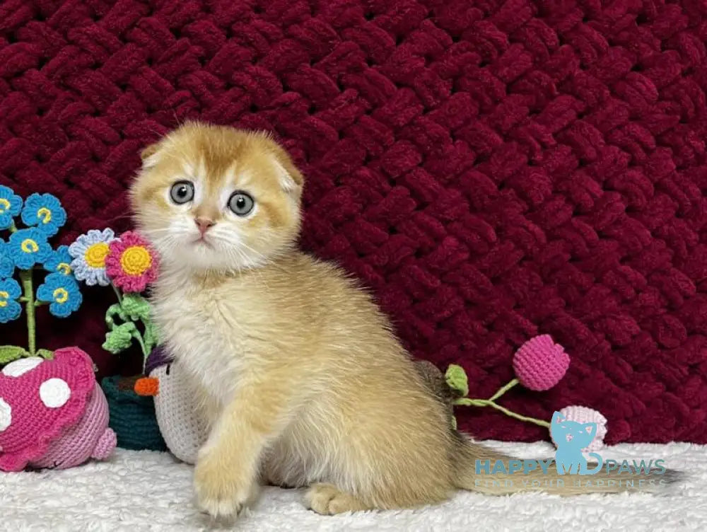 Buffy Scottish Fold female black golden chinchilla live animals