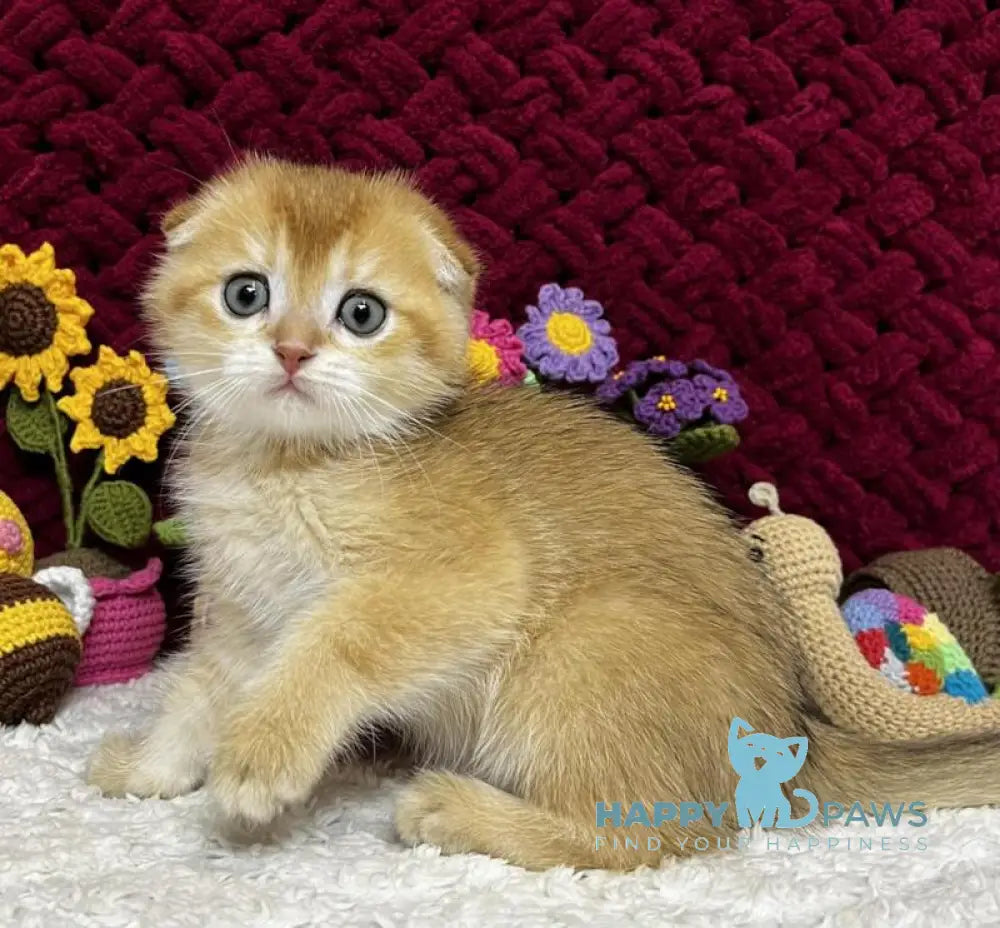 Buffy Scottish Fold female black golden chinchilla live animals