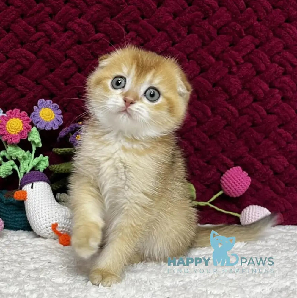 Buffy Scottish Fold female black golden chinchilla live animals