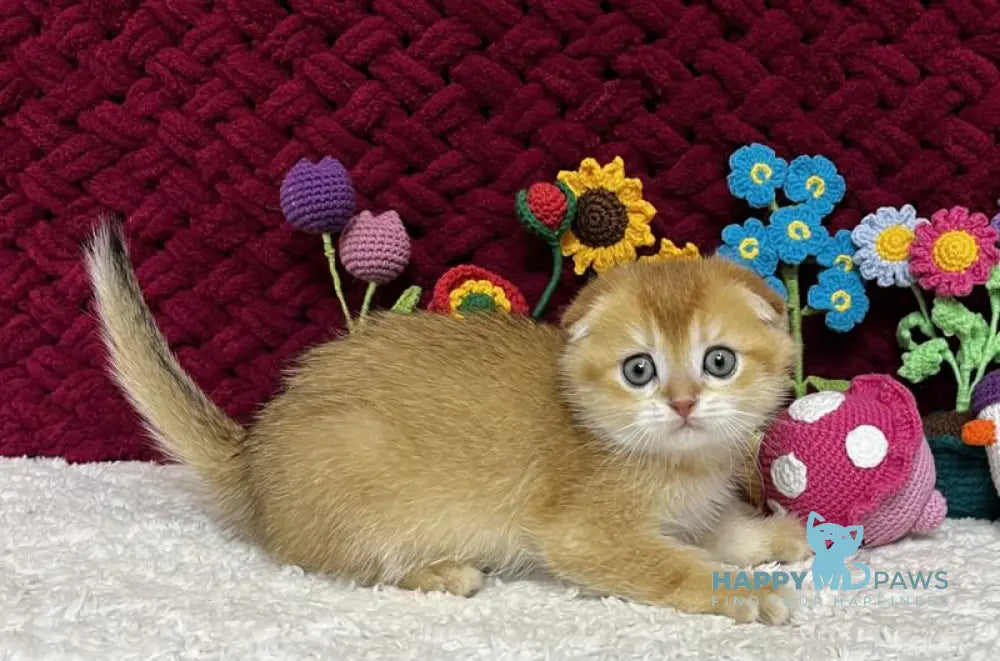 Buffy Scottish Fold female black golden chinchilla live animals