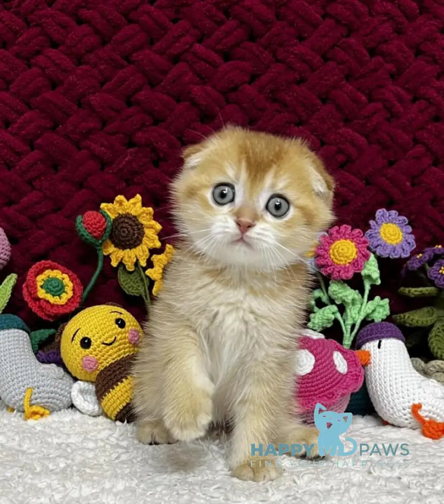 Buffy Scottish Fold female black golden chinchilla live animals