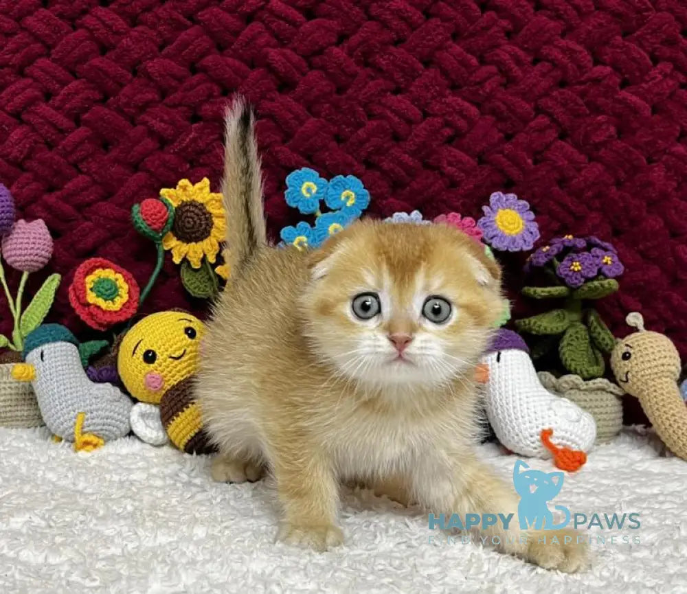Buffy Scottish Fold female black golden chinchilla live animals