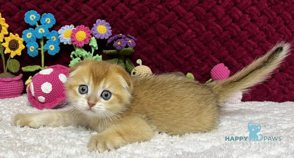 Buffy Scottish Fold female black golden chinchilla live animals