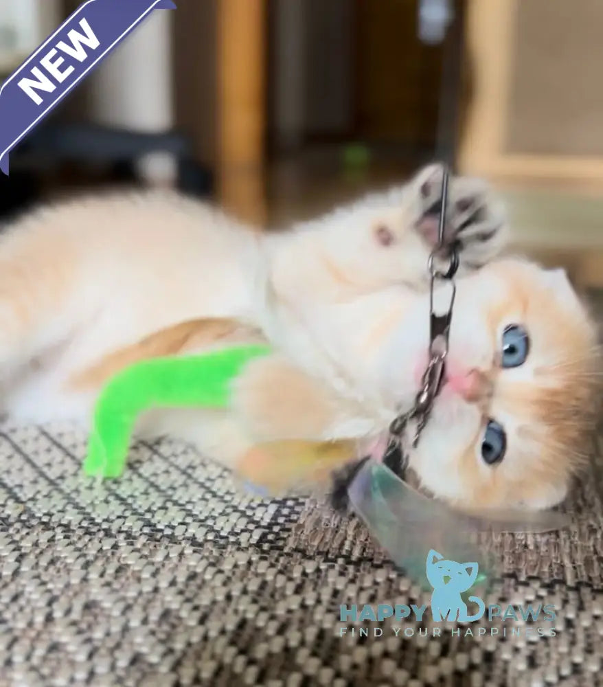 Buffy Scottish Fold female black golden shaded live animals