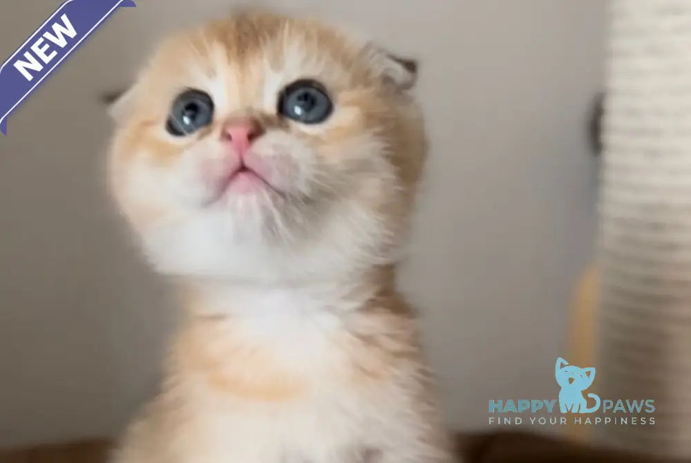Buffy Scottish Fold female black golden shaded live animals