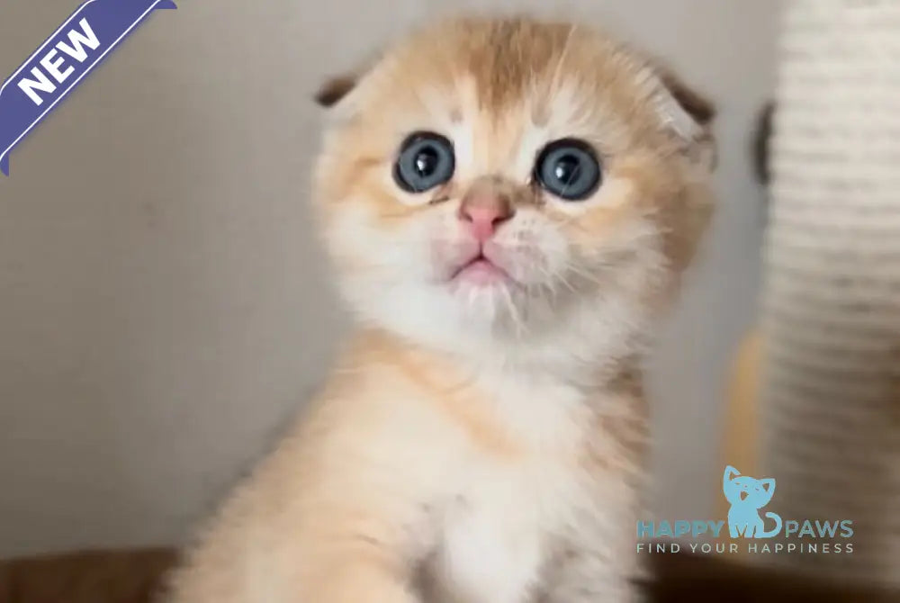 Buffy Scottish Fold female black golden shaded live animals