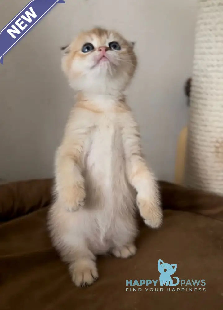 Buffy Scottish Fold female black golden shaded live animals