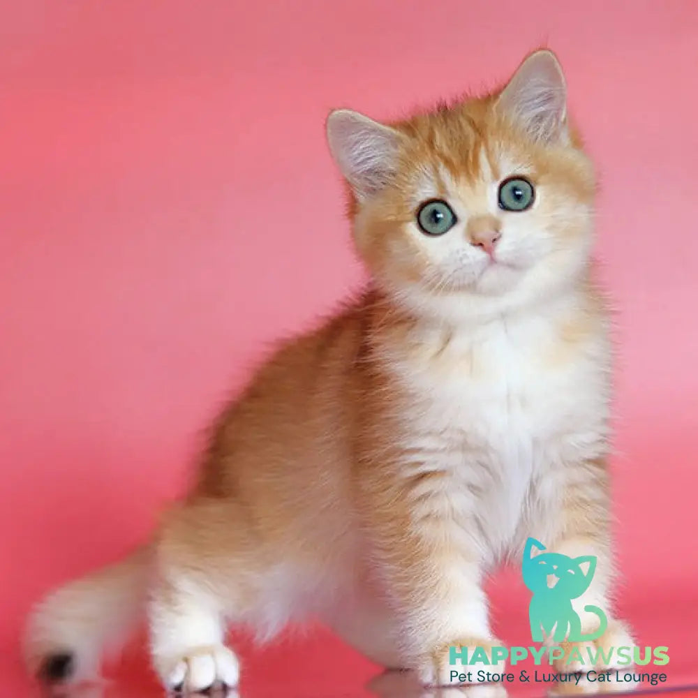 Bugatti British Shorthair female black golden chinchilla - live animals