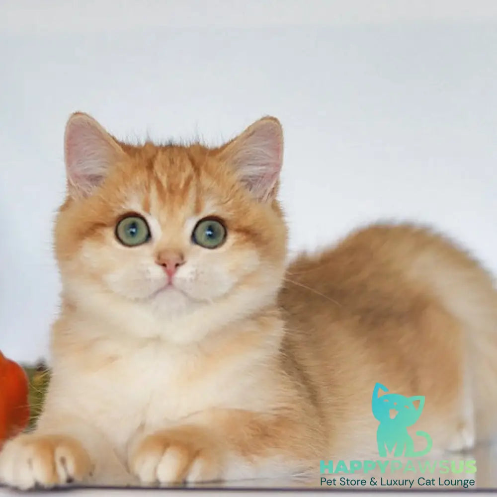 Bugatti British Shorthair female black golden chinchilla - live animals