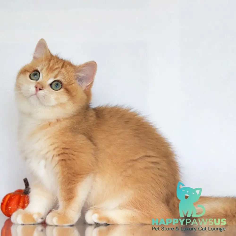 Bugatti British Shorthair female black golden chinchilla - live animals