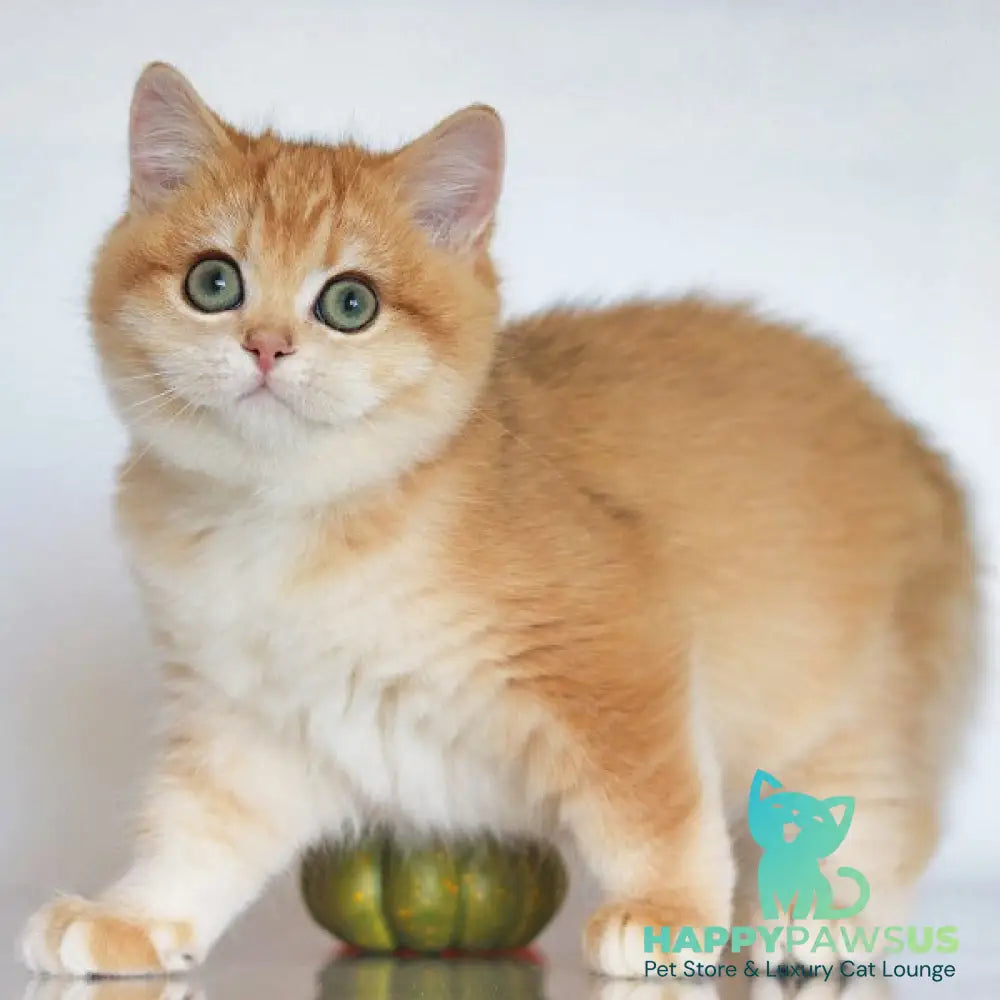 Bugatti British Shorthair female black golden chinchilla - live animals
