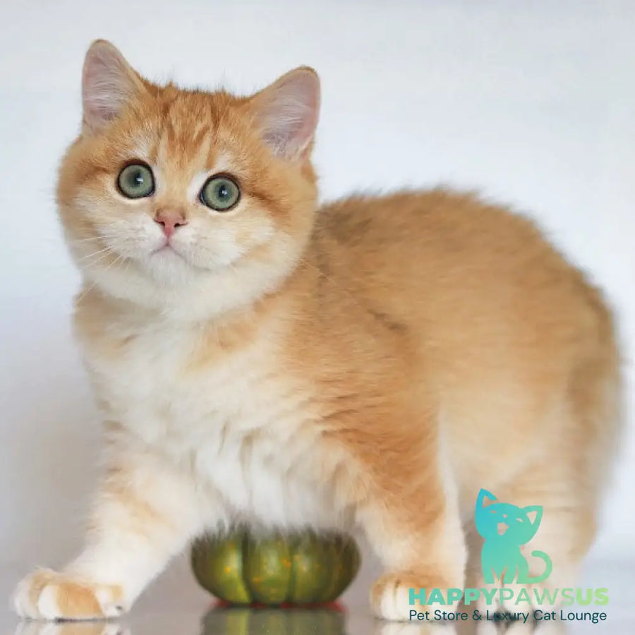 Bugatti British Shorthair female black golden chinchilla - live animals
