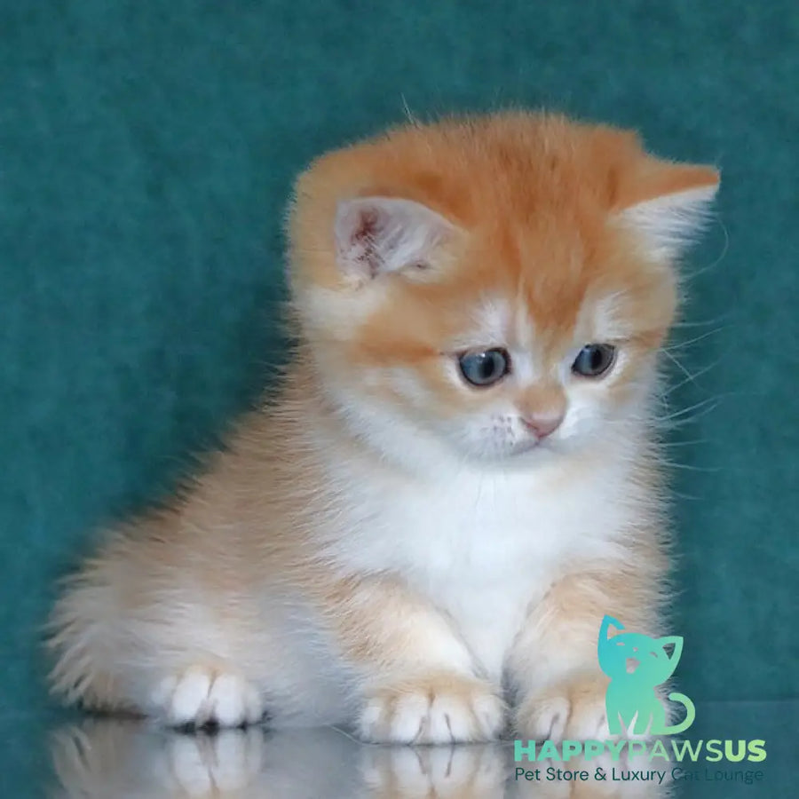 Bugatti British Shorthair female black golden chinchilla - live animals