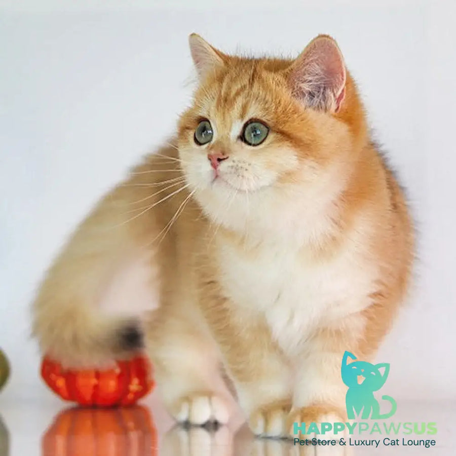 Bugatti British Shorthair female black golden chinchilla - live animals