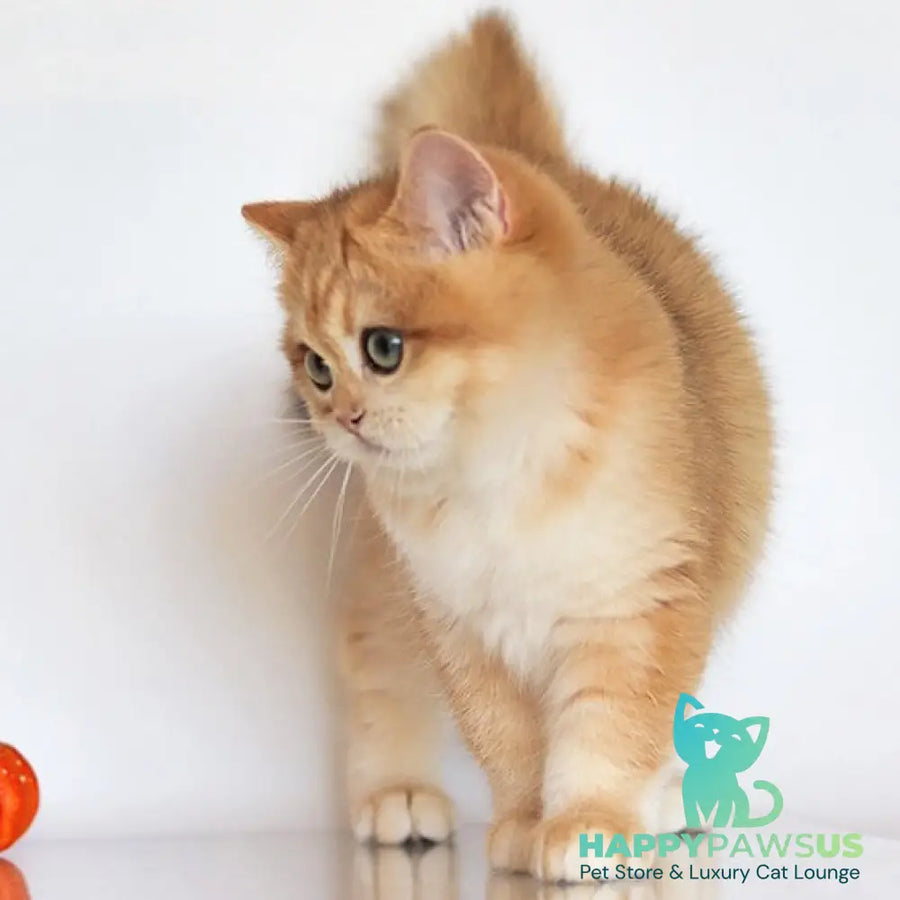 Bugatti British Shorthair female black golden chinchilla - live animals