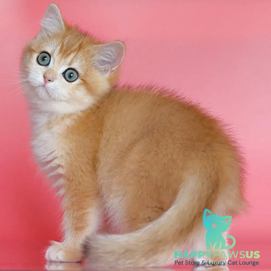 Bugatti British Shorthair female black golden chinchilla - live animals