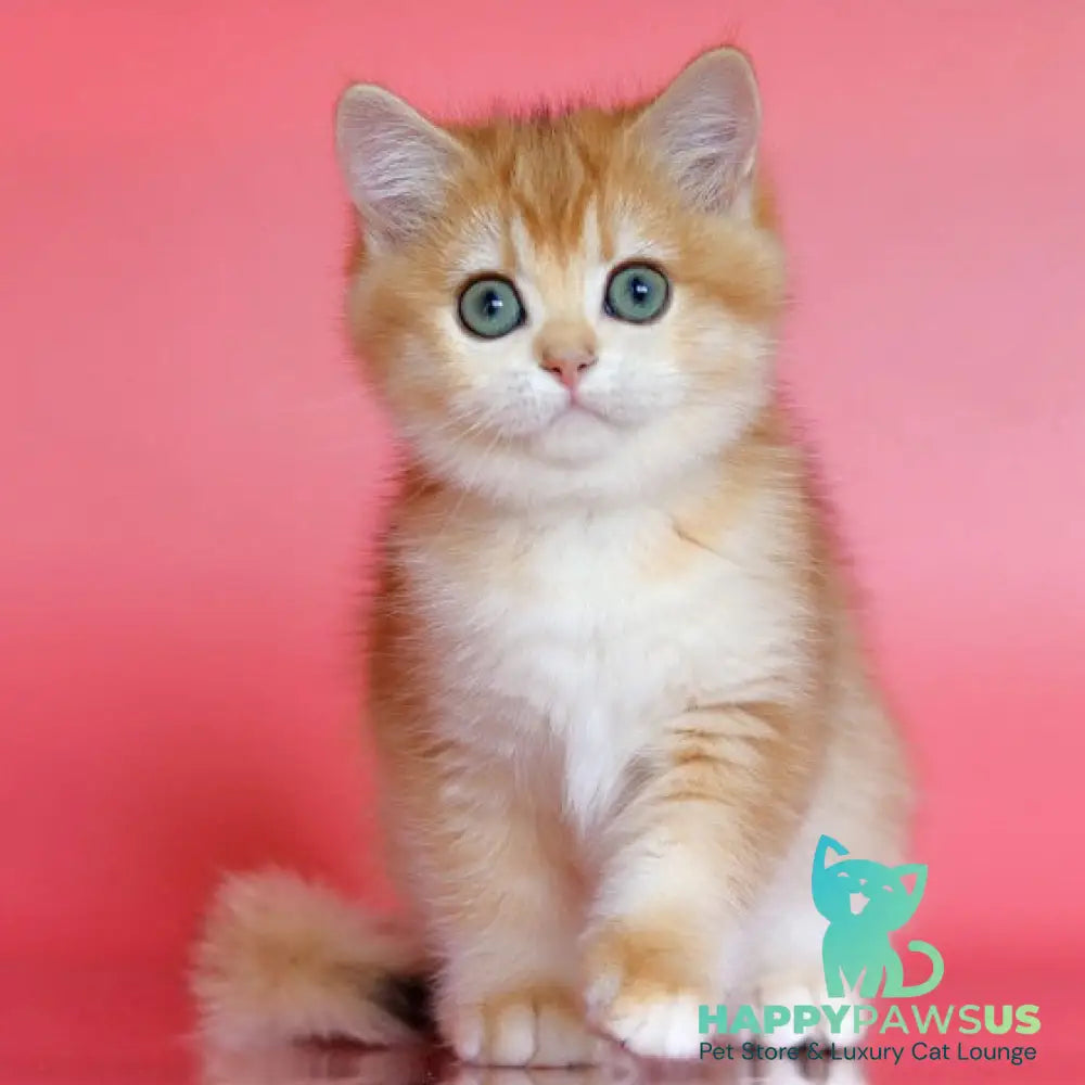 Bugatti British Shorthair female black golden chinchilla - live animals