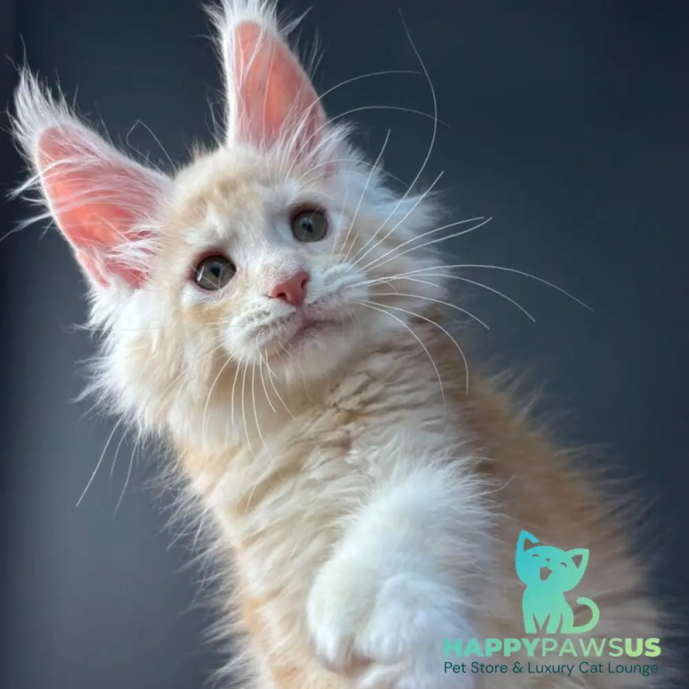 Bugs Bunny Maine Coon polydactyl 6x6x6x6 male red silver ticked tabby bicolour - live animals