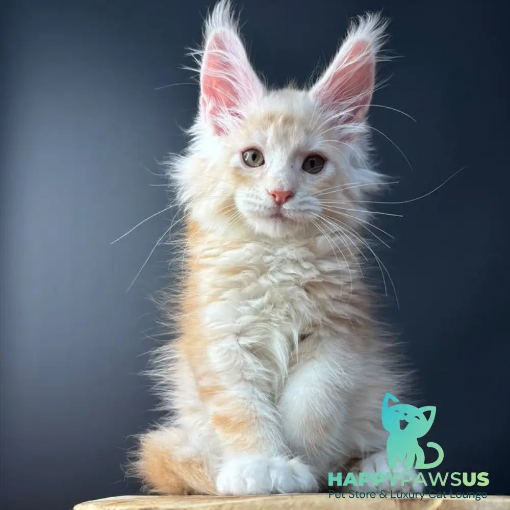 Bugs Bunny Maine Coon polydactyl 6x6x6x6 male red silver ticked tabby bicolour - live animals