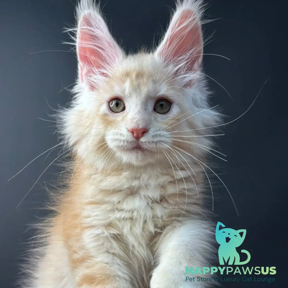 Bugs Bunny Maine Coon polydactyl 6x6x6x6 male red silver ticked tabby bicolour - live animals