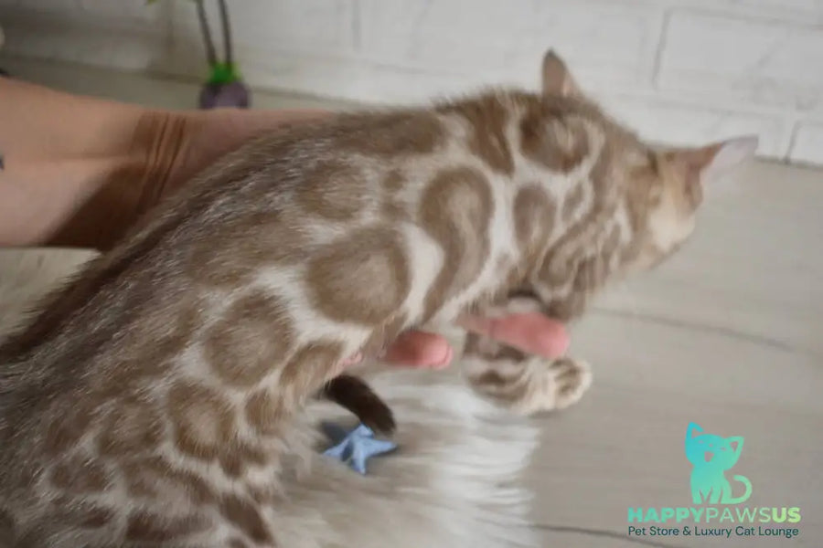 Buka Bengal male snow pointed - live animals