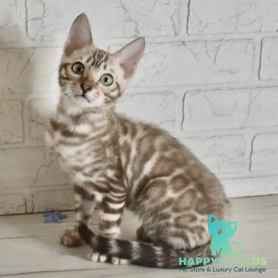 Buka Bengal male snow pointed - live animals