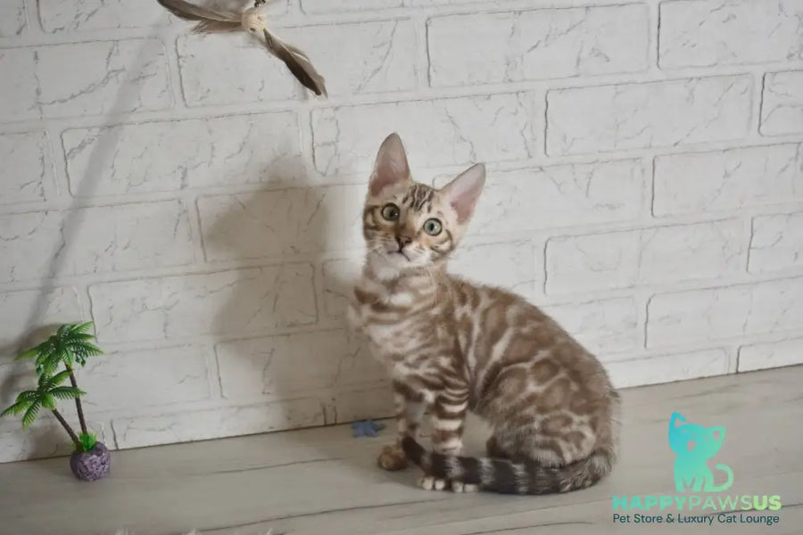 Buka Bengal male snow pointed - live animals