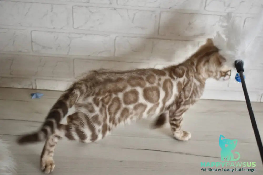 Buka Bengal male snow pointed - live animals