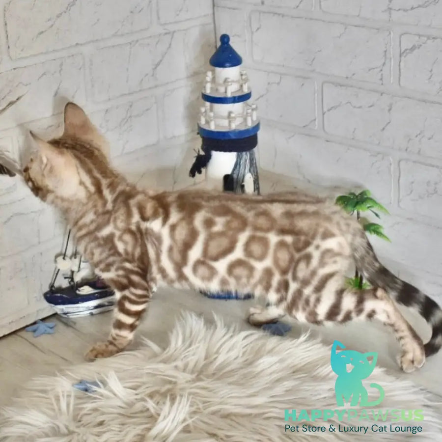 Buka Bengal male snow pointed - live animals