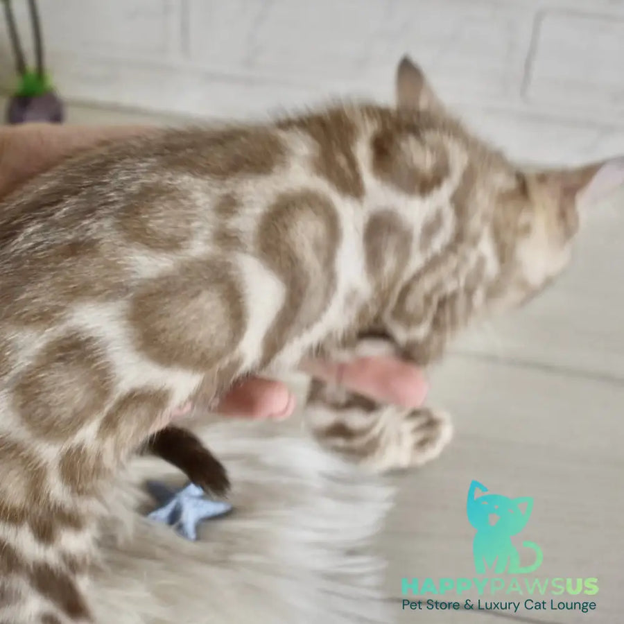 Buka Bengal male snow pointed - live animals