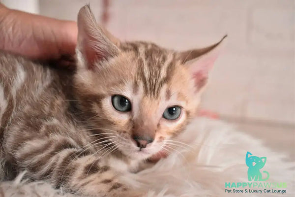 Buka Bengal male snow pointed - live animals