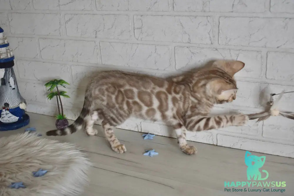 Buka Bengal male snow pointed - live animals