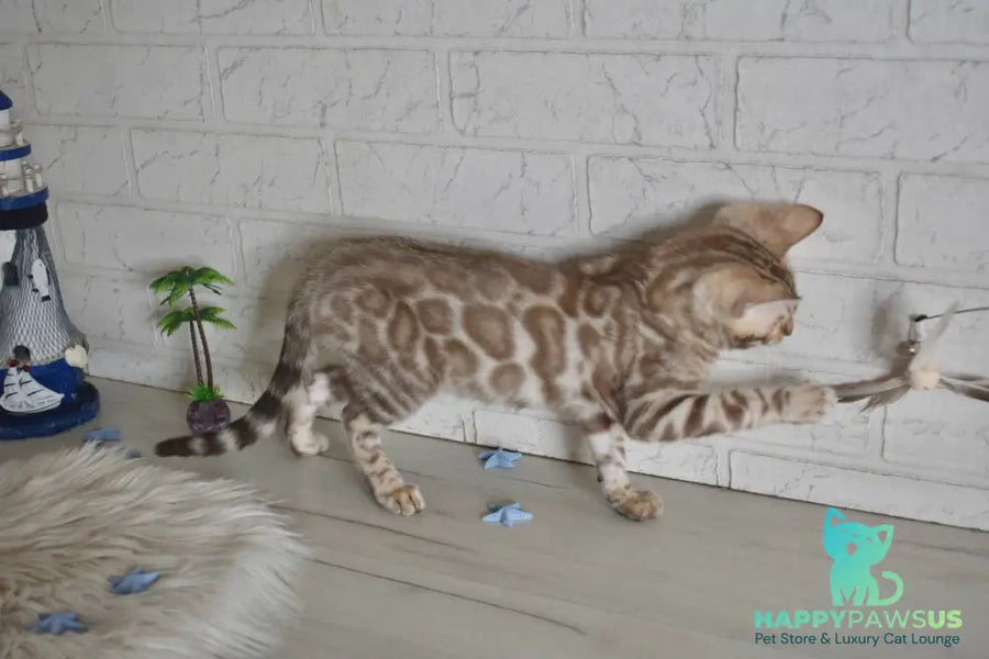 Buka Bengal male snow pointed - live animals