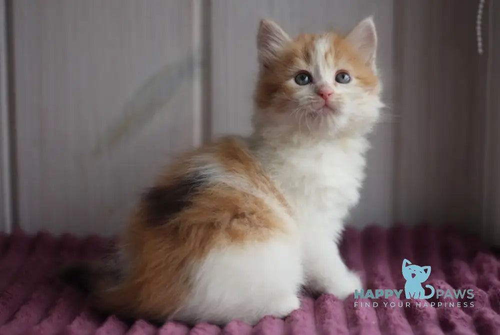 Bulochka Siberian female black tortie spotted tabby bicolour live animals