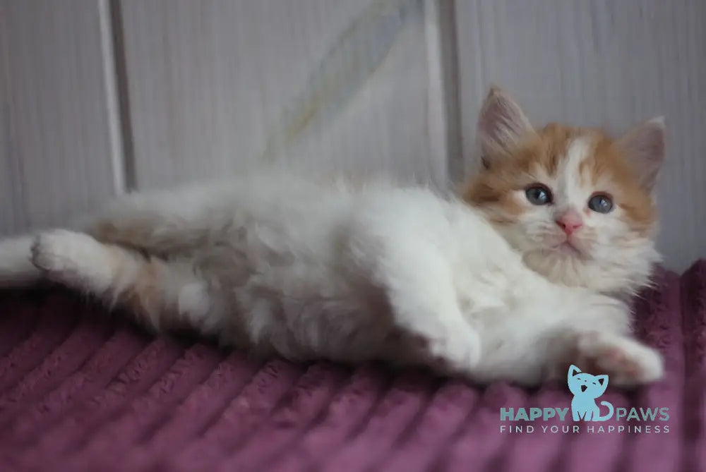 Bulochka Siberian female black tortie spotted tabby bicolour live animals