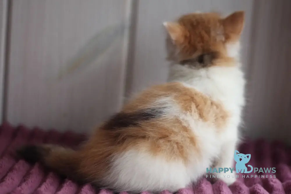 Bulochka Siberian female black tortie spotted tabby bicolour live animals