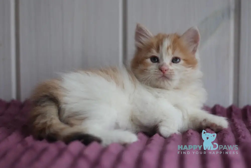 Bulochka Siberian female black tortie spotted tabby bicolour live animals