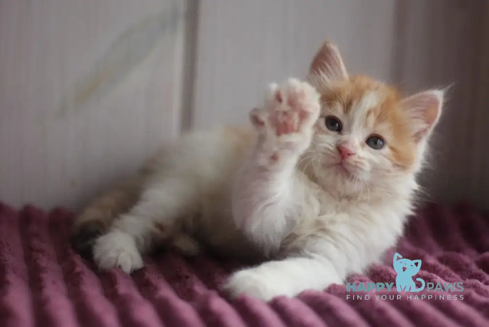 Bulochka Siberian female black tortie spotted tabby bicolour live animals
