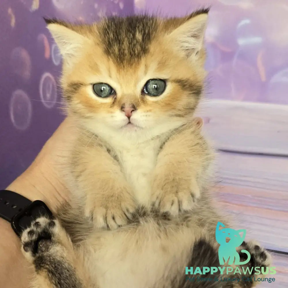 Bumble Munchkin male black golden ticked tabby - live animals