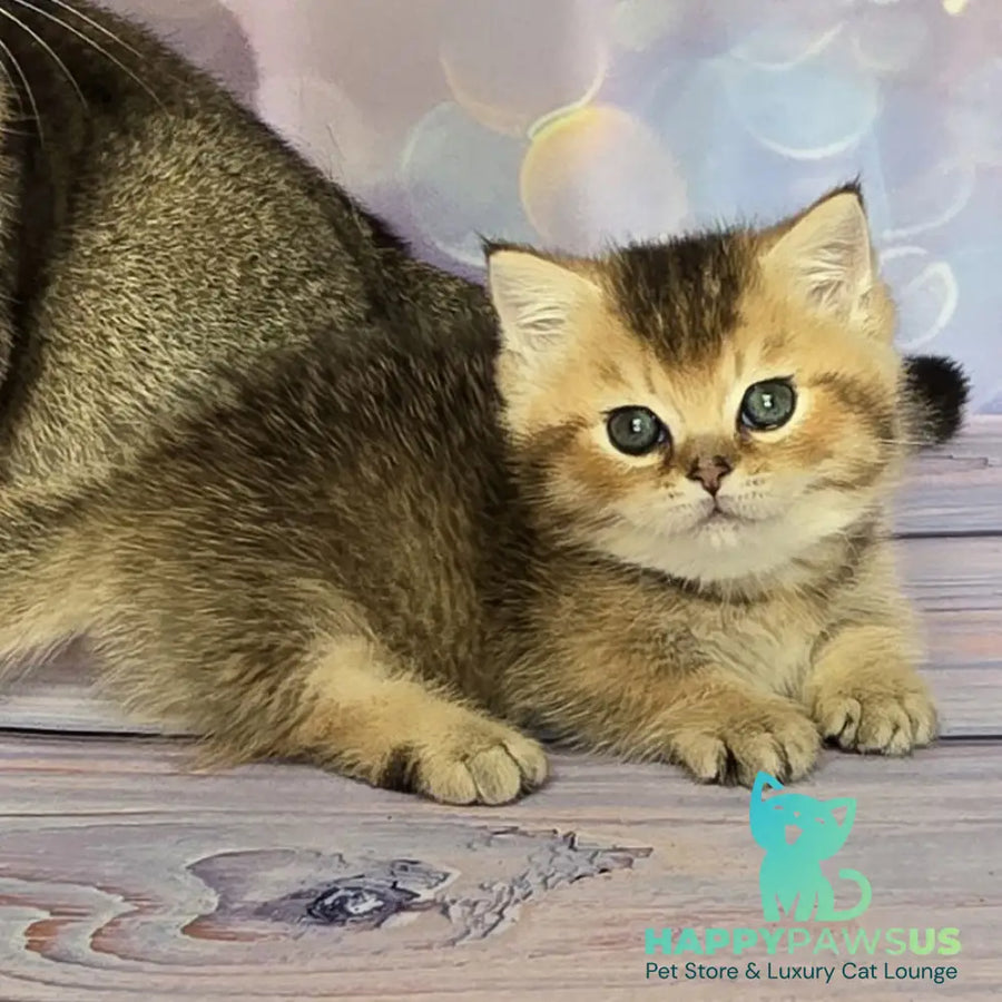Bumble Munchkin male black golden ticked tabby - live animals