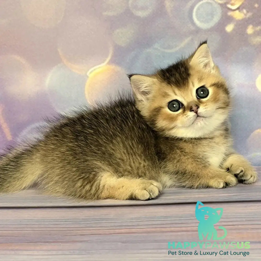 Bumble Munchkin male black golden ticked tabby - live animals