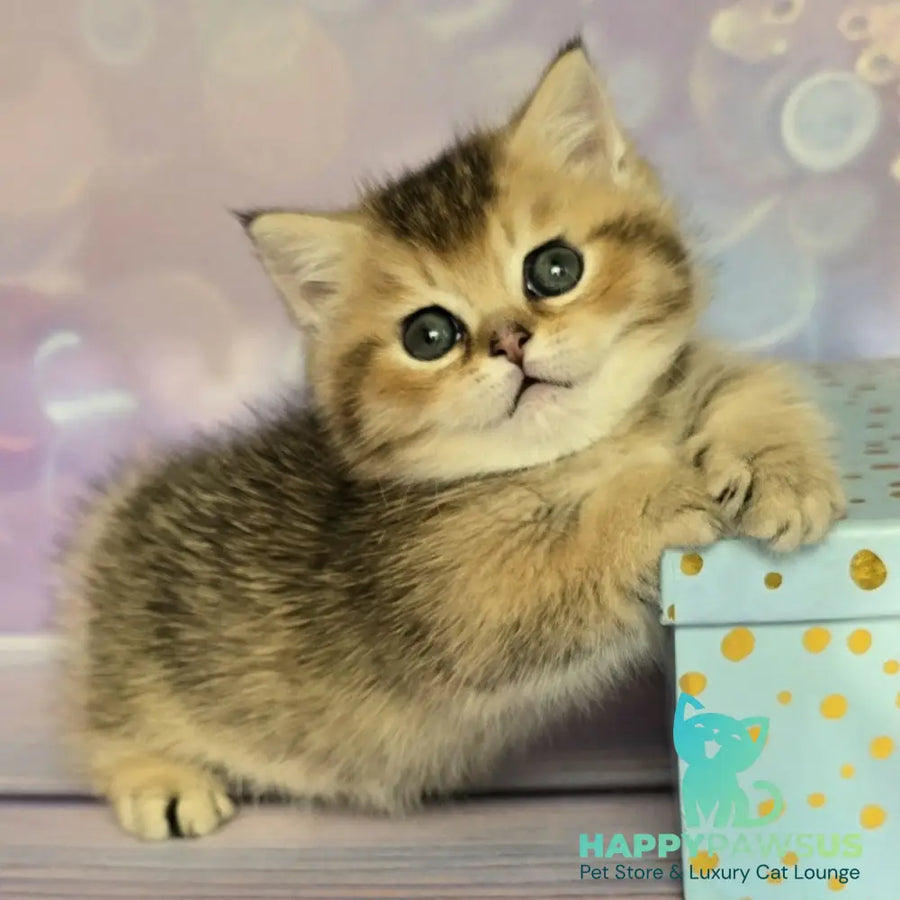 Bumble Munchkin male black golden ticked tabby - live animals