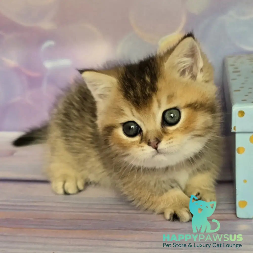 Bumble Munchkin male black golden ticked tabby - live animals