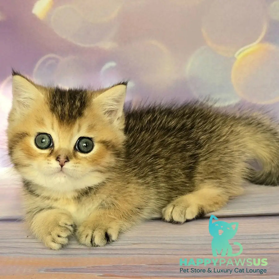 Bumble Munchkin male black golden ticked tabby - live animals