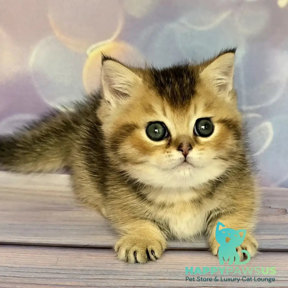 Bumble Munchkin male black golden ticked tabby - live animals